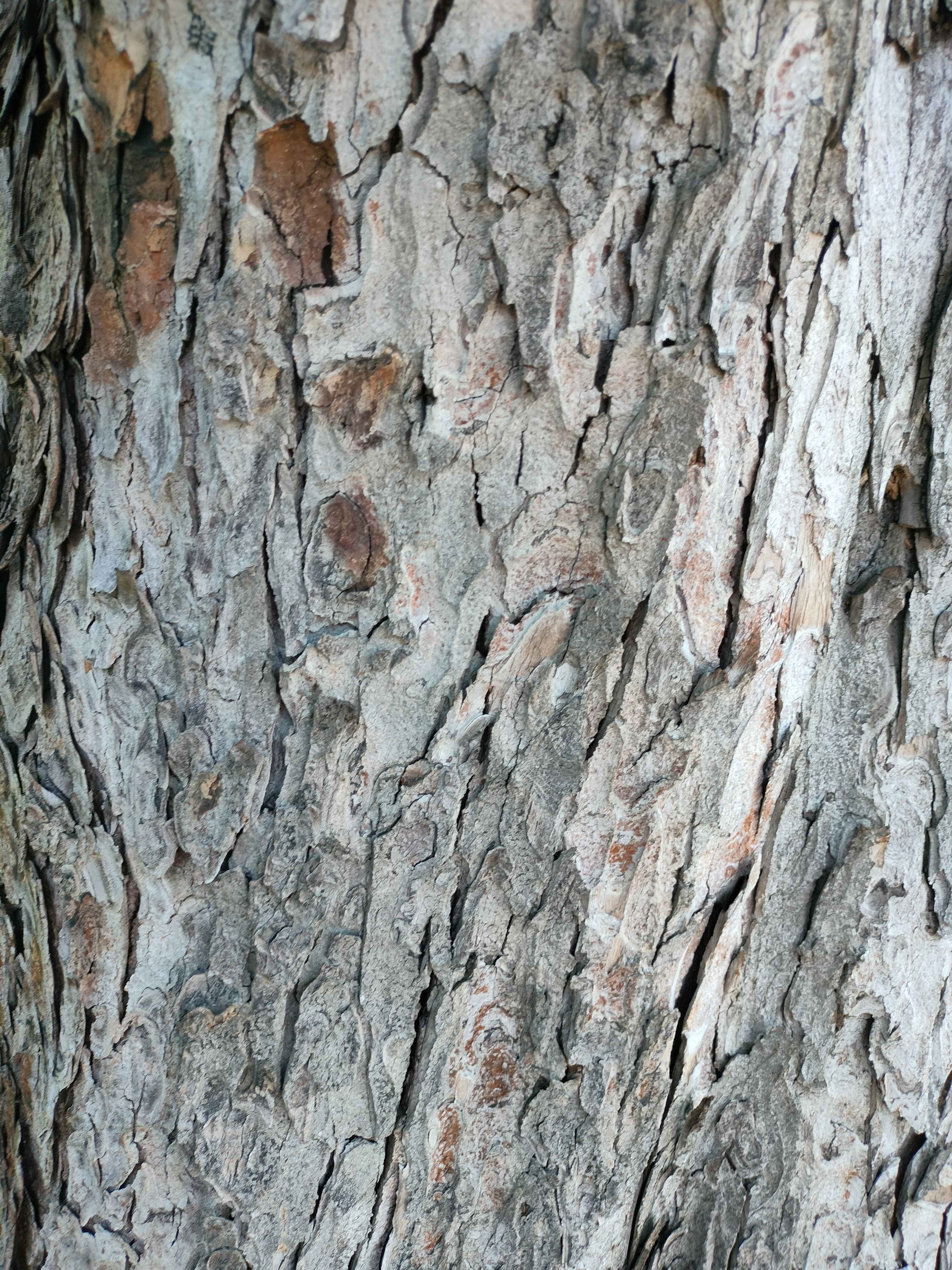 Oak Bark